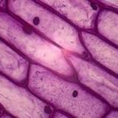 Timeline: Timeline: Cell Theory & Microscopes