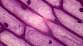 Timeline: Timeline: Cell Theory & Microscopes