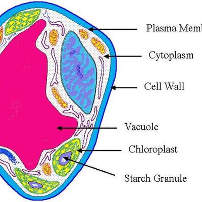 Timeline: Cell Theory