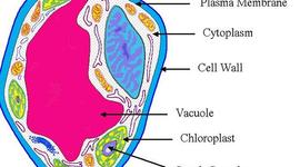 Timeline: Cell Theory