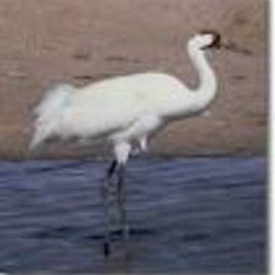 Timeline: miration of the whooping cranes