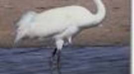 Timeline: miration of the whooping cranes