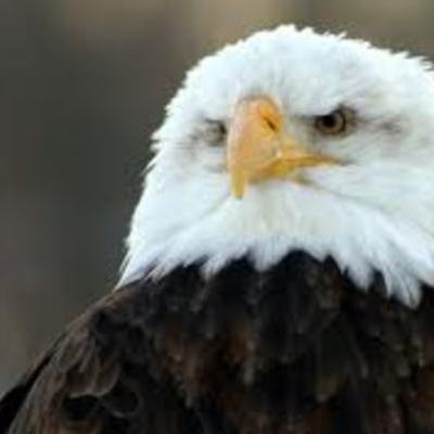 Timeline: Top 10 American Independence