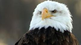 Timeline: Top 10 American Independence