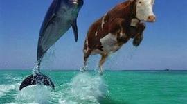 Timeline: Niklas Stormaktstidn