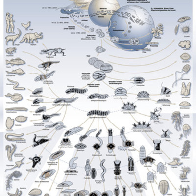 Timeline: History of the Theory of Evolution