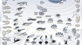 Timeline: History of the Theory of Evolution