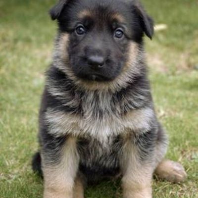 Timeline: German Sheperd