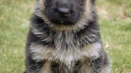 Timeline: German Sheperd