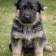 German shepherd puppy 13073