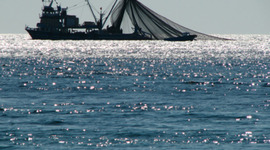 Timeline: Ley de General de Pesca y Acuicultura