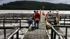 Timeline: Historia y desarrollo de la salmonicultura en Chile