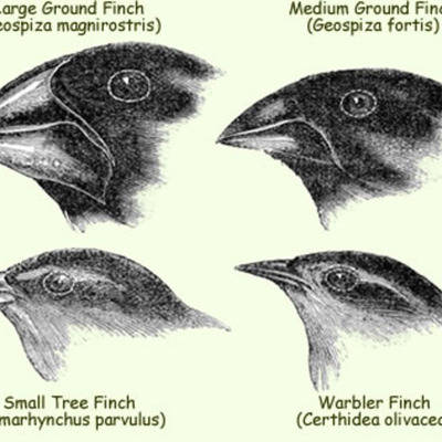 Timeline: Darwinian Timeline