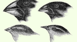 Timeline: Darwinian Timeline