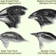 Finchbeakssml