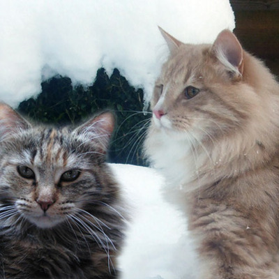 Timeline: Kittens 6/7 januari 2012