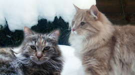 Timeline: Kittens 6/7 januari 2012