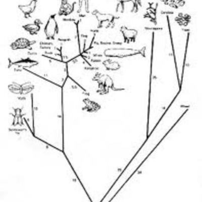 Timeline: Key Player's Contribution to Evolution