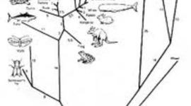 Timeline: Key Player's Contribution to Evolution