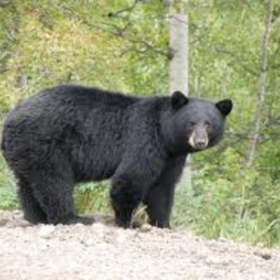 Timeline: The Seekers