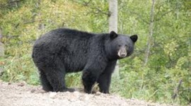 Timeline: The Seekers