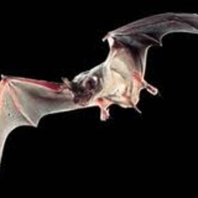 Timeline: Mexican Free-Tailed Bat Migration Timeline