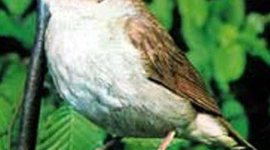 Timeline: nattergalens sang