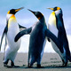 Penguins