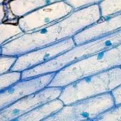 Timeline: Science Cell Timeline