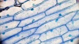 Timeline: Science Cell Timeline