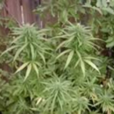 Timeline: Marijuana Timeline