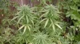 Timeline: Marijuana Timeline