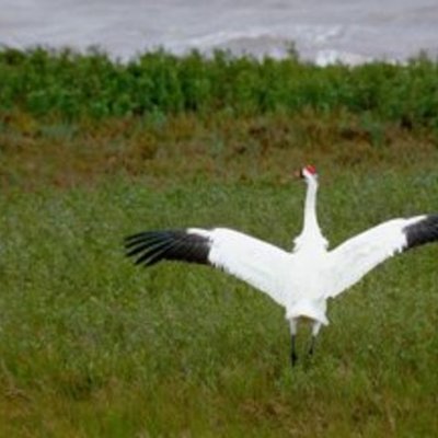 Timeline: Whooping Crane Migration