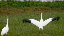Timeline: Whooping Crane Migration