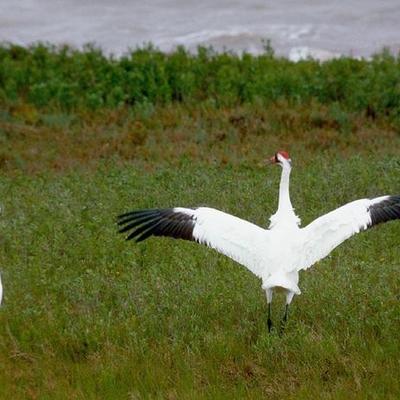 Timeline: Whooping Crane Migration