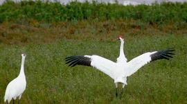 Timeline: Whooping Crane Migration