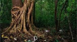 Timeline: Origins and Diffusion of English Language