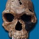 220px homo habilis knm er 1813