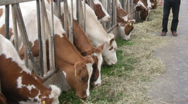 Timeline: KRW/Landbouw