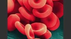 Timeline: Cell Thoery Timeline