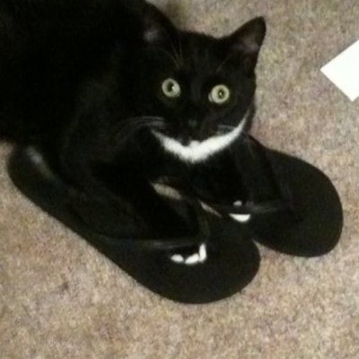 Timeline: The cat lady timeline