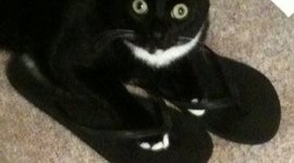 Timeline: The cat lady timeline