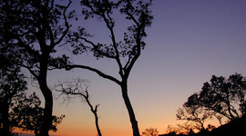 Timeline: Went to africa.