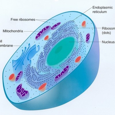 Timeline: Cell Theory Marcus Mao