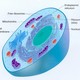 Eukaryoticcell
