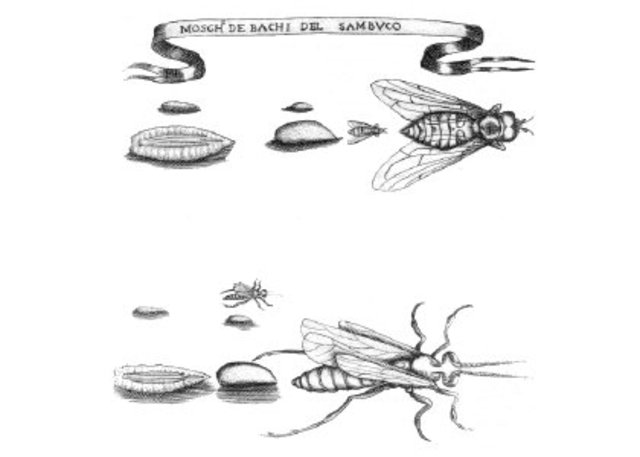 Maggots