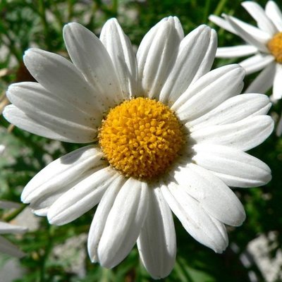 Timeline: Causes and Effects of World War II (Daisy Velasco)