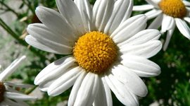 Timeline: Causes and Effects of World War II (Daisy Velasco)