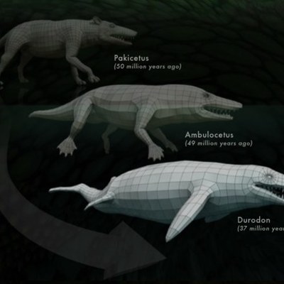 Timeline: Whale Evolution: The Walking Whale