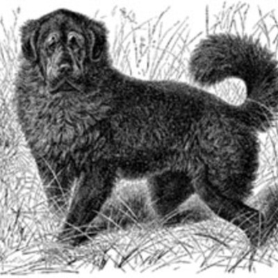 Timeline: History Anchor 5: TimeToasting Lewis and Clark Expidition; Duncan Rightler